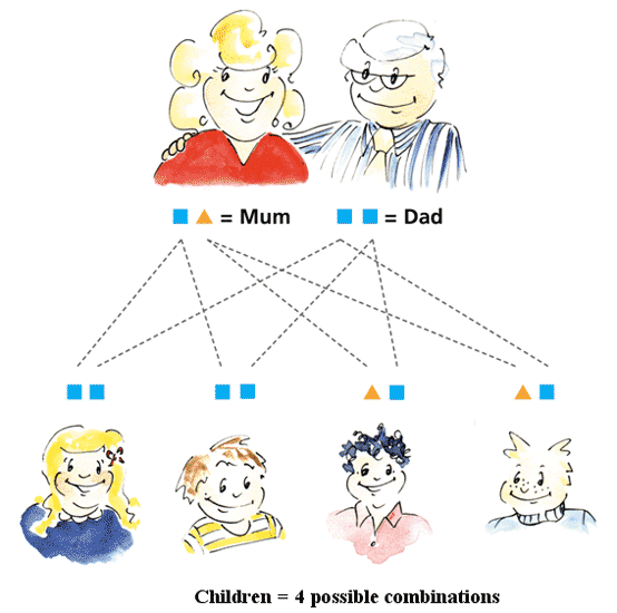 How is Acute Porphyria Inherited? Children : 4 possible combinations