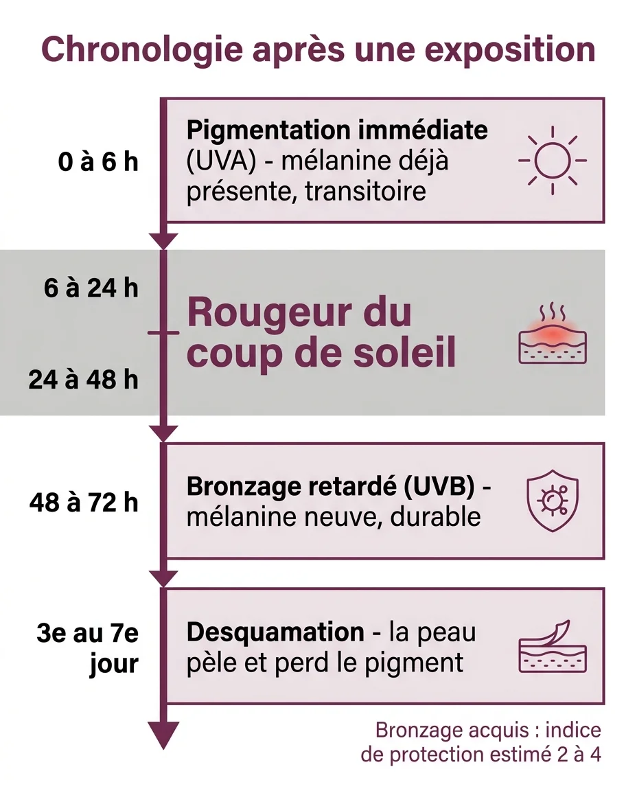Chronologie des trois réactions de la peau après une exposition
