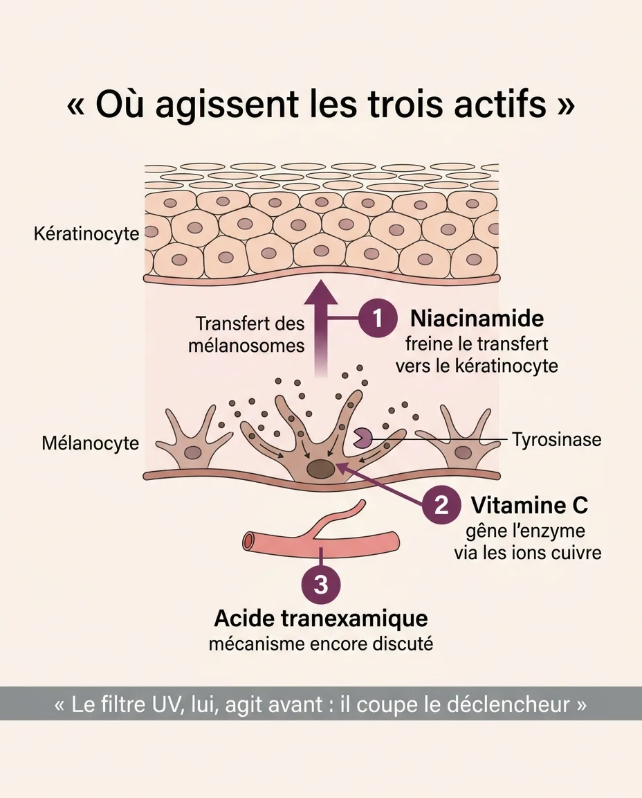 Ou agissent la niacinamide, la vitamine C et l'acide tranexamique