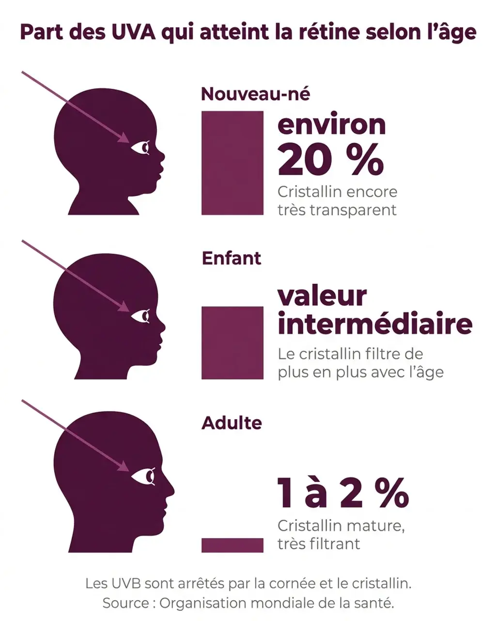 Part des UVA qui atteint la rétine selon l'âge