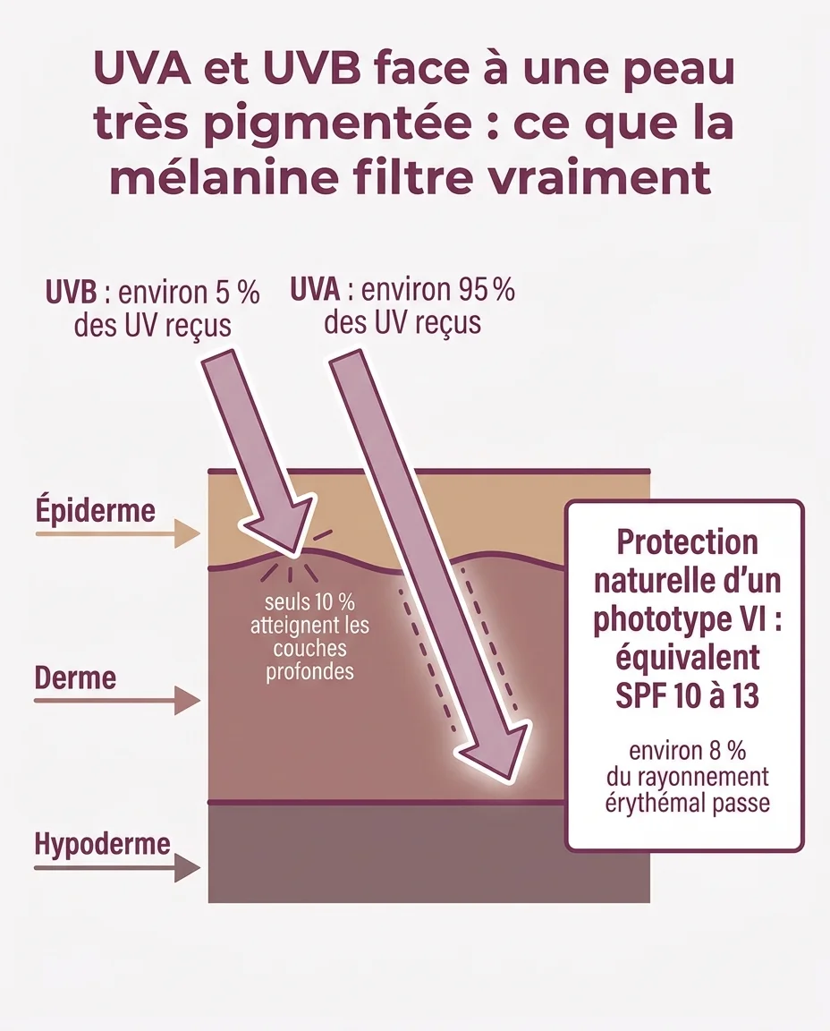 UVA et UVB face à une peau très pigmentée : ce que la mélanine filtre vraiment