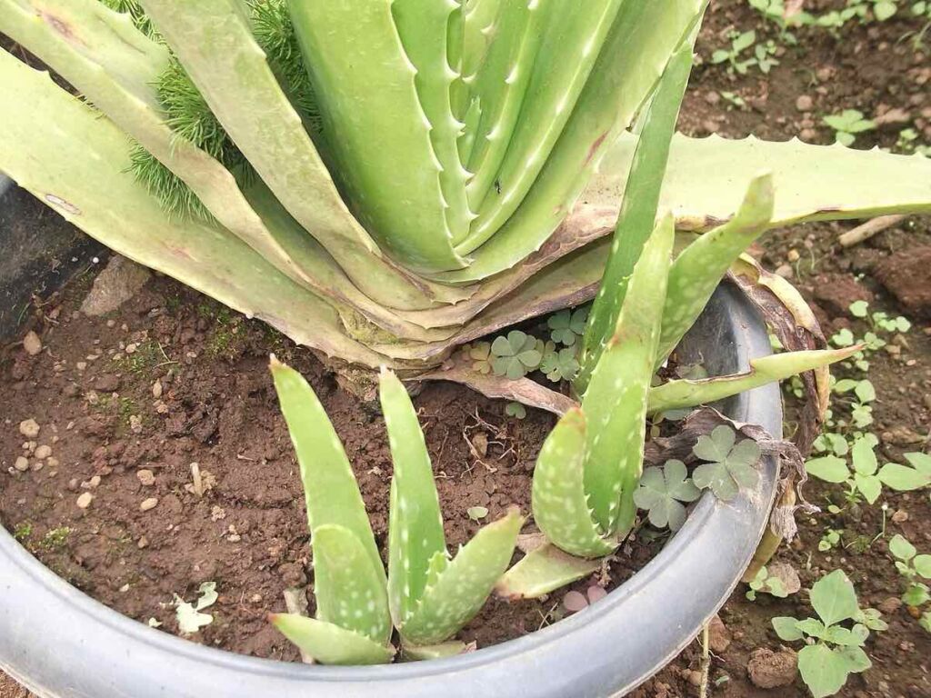 Pied d'aloe vera en pot avec ses jeunes rejets
