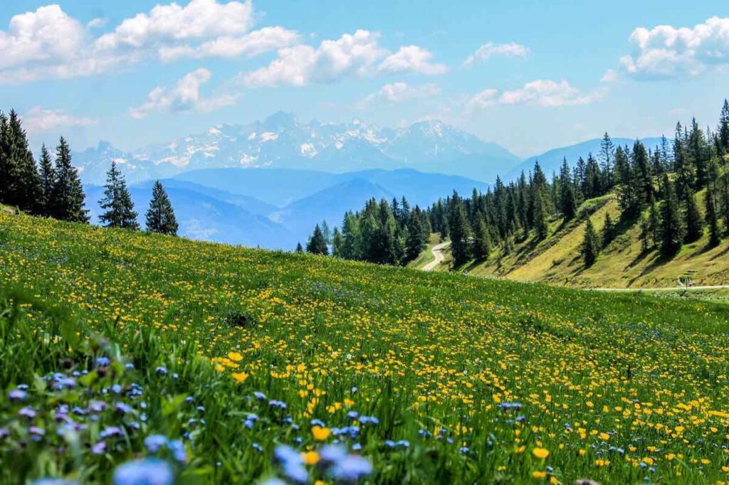 Alpage fleuri en été avec des sommets enneigés au loin sous un ciel très lumineux