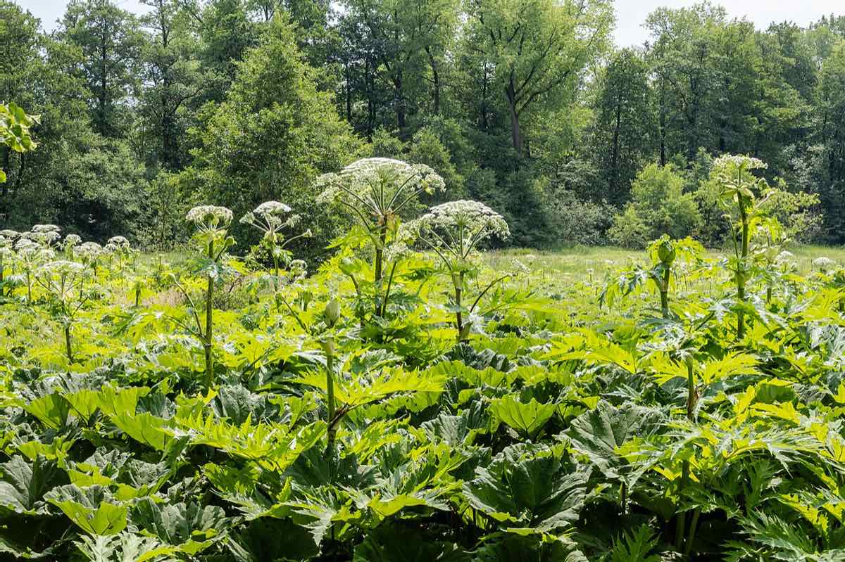 Colonie de berce du Caucase en fleur, ombelles blanches et grandes feuilles decoupees