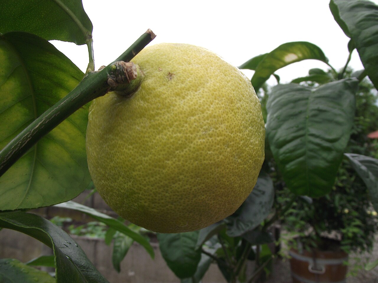 Fruit de bergamote mur sur sa branche