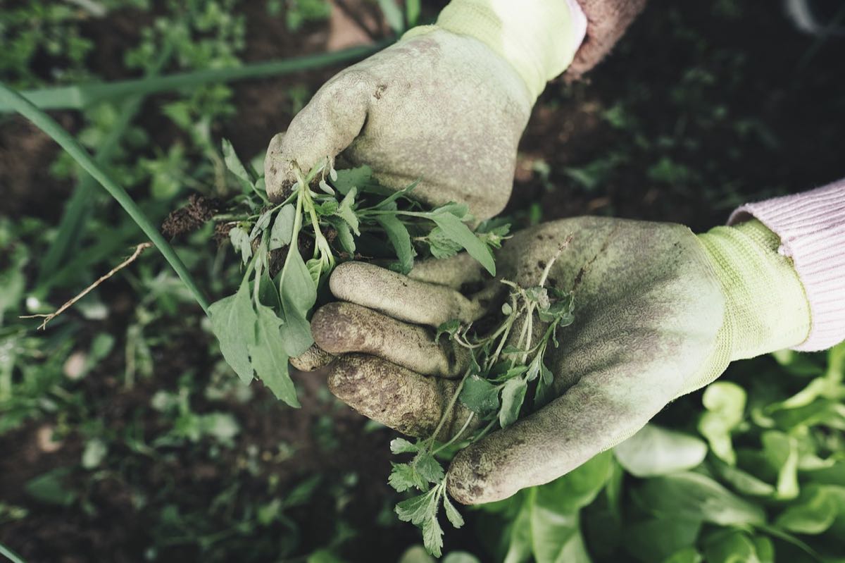 Mains gantees arrachant des herbes dans un jardin